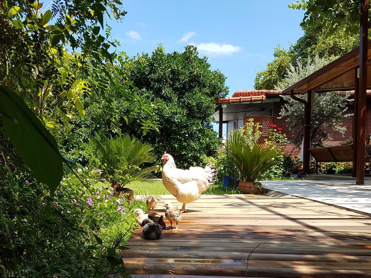 Aygun Pension Текирова Экстерьер фото
